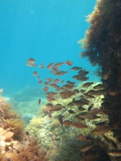 浅場が綺麗だよ