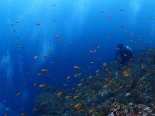 流れに逆らうキンギョたち