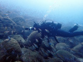 魚の群れ＠井田ビーチダイビング