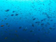 魚の群れ＠田子沖の浮島根ダイビング