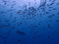 沖の浮島根の群が凄いね