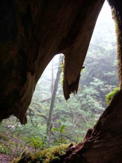 屋久杉の切り株からの風景