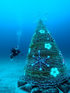 水中クリスマスツリー＠伊豆海洋公園（IOP）
