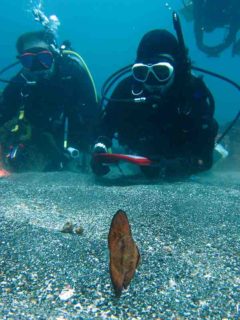 ナンヨウツバメウオの幼魚＠熱海ダイビング