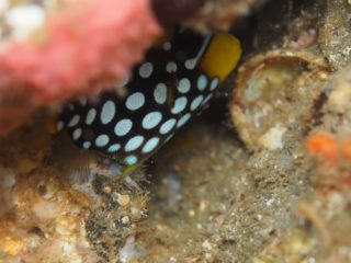 モンガラカワハギ幼魚