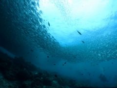 イワシ玉＠セブマクタン島ダイビング