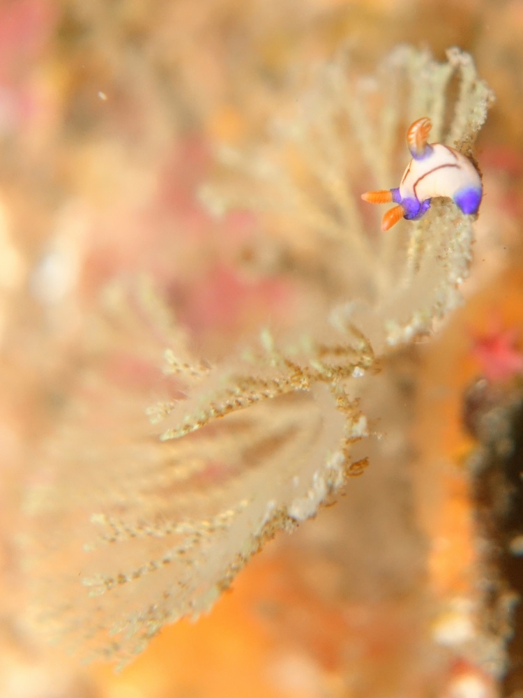 クロスジリュウグウウミウシ　