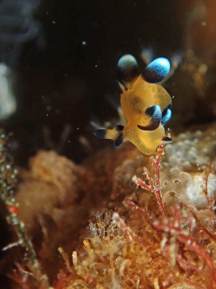 ウデフリツノザヤウミウシ　byあっこ