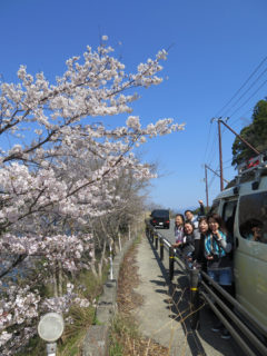 一部桜満開