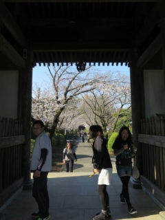 お寺の桜はまだ3分咲き