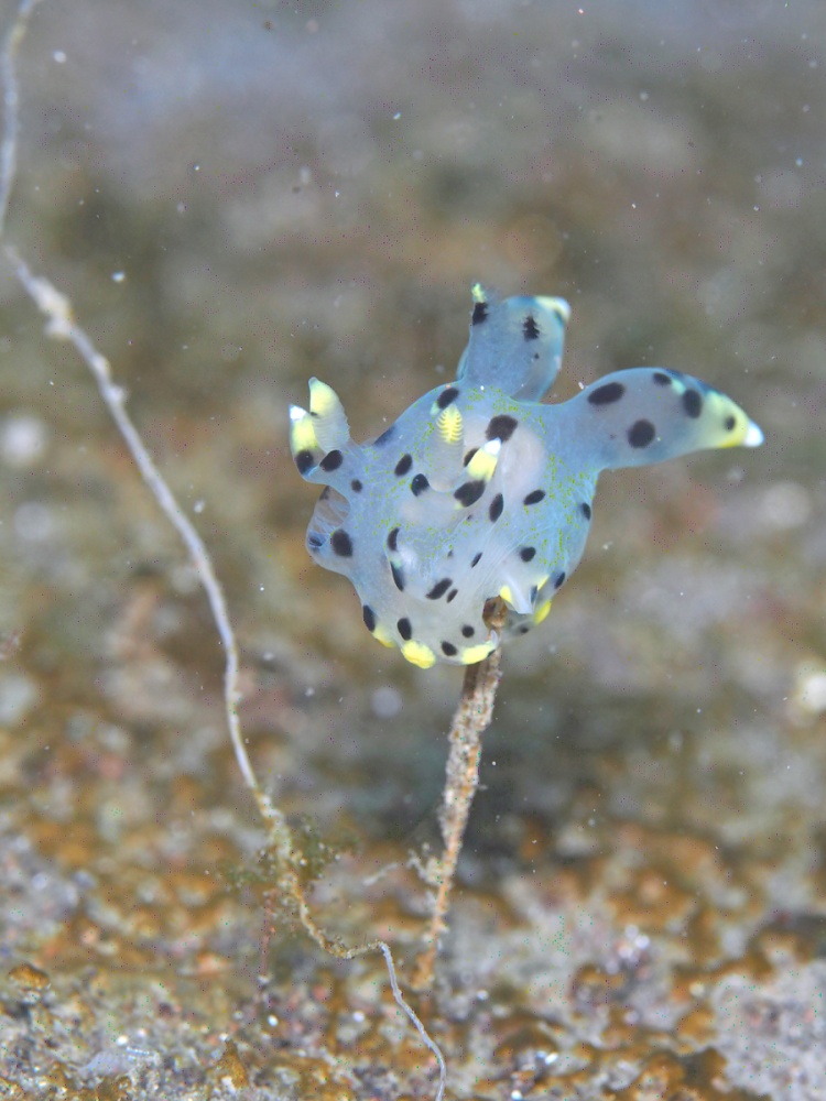 ツノザヤウミウシ　byせっちゃん