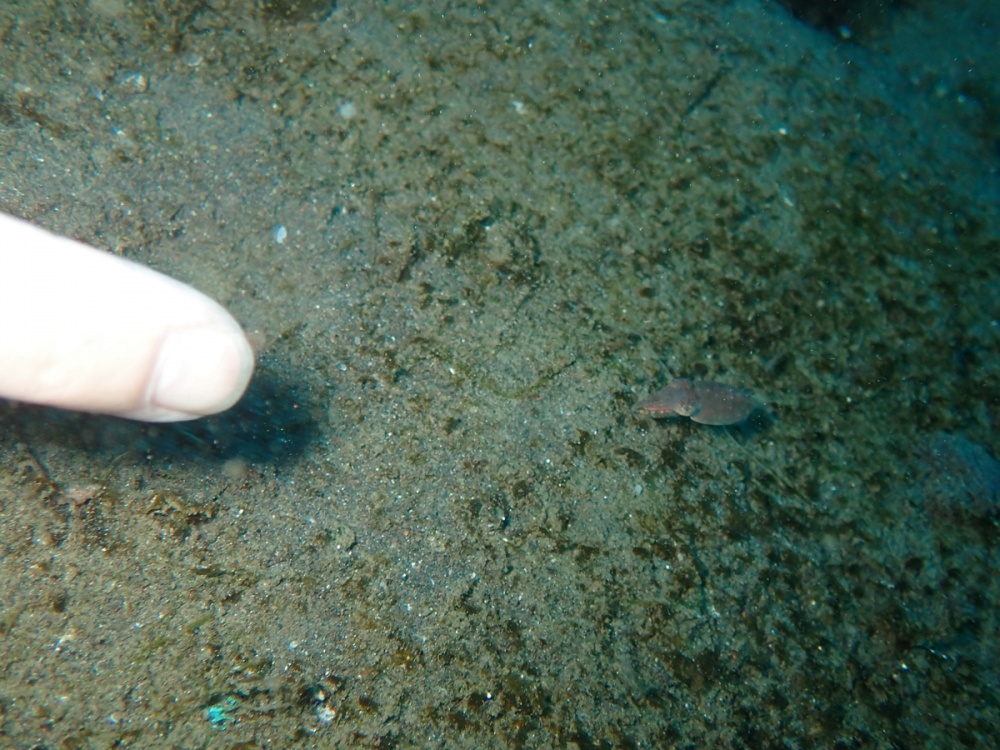 コウイカ1ｃｍ　　　byあき