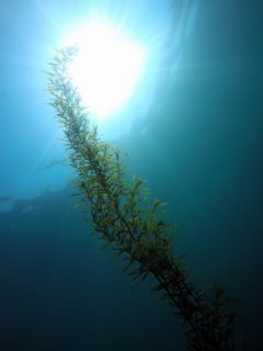 マメダワラ＠春の海藻