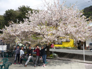 桜の下で