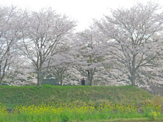 桜と菜の花