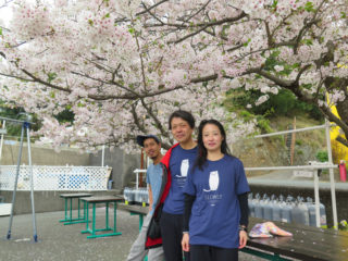 田子の桜の下で