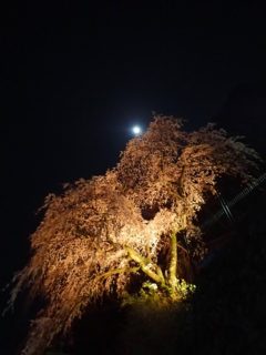 綺麗な夜桜みつけました