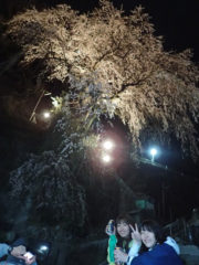 夜桜　かんぱーい