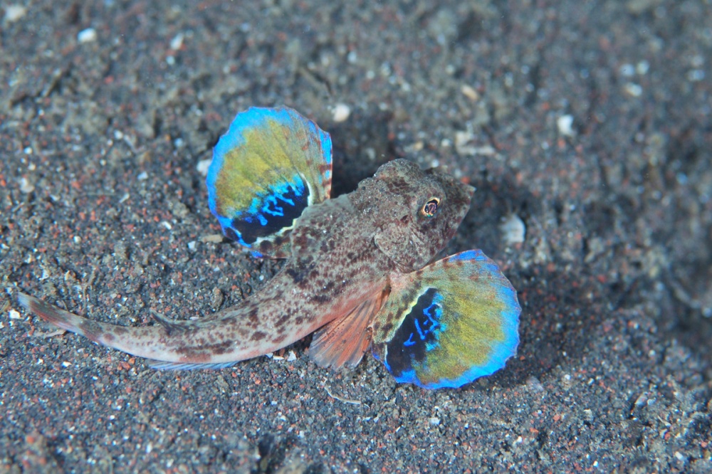 トゲカナガシラ　byれいな