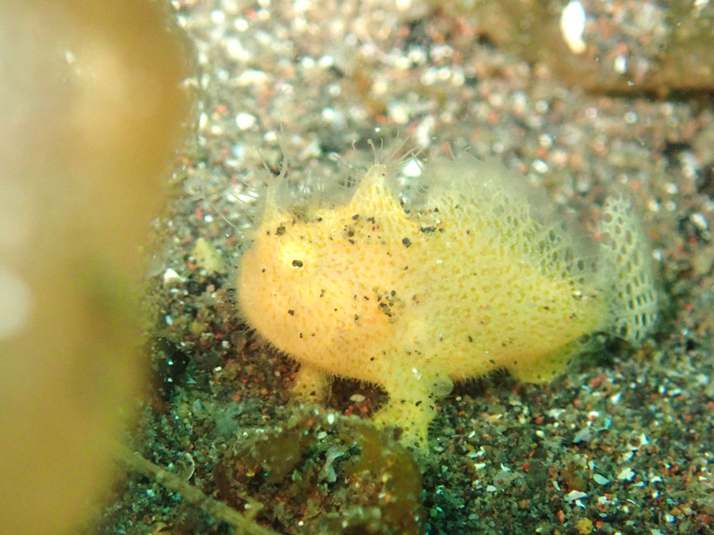 カエルアンコウの幼魚