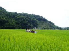 美味しいお米になーれ