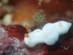 シロウサギウミウシ＃熱海ダイビング