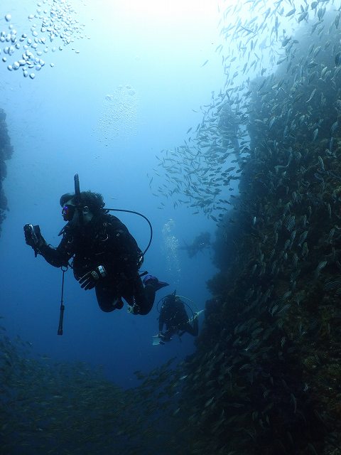 魚影＃田子ダイビングツアー