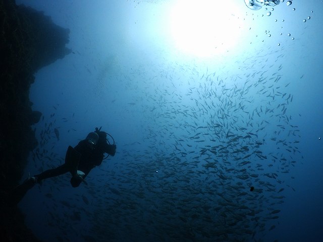 魚影＃田子ダイビングツアー