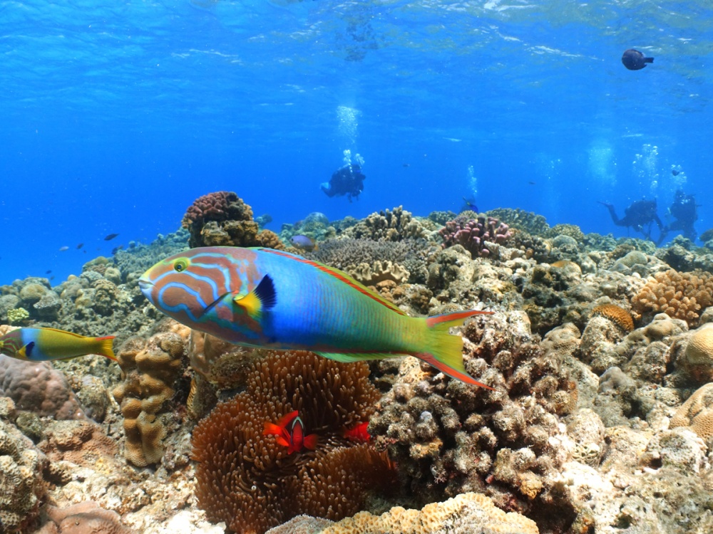 カラフルが爆発する海、沖縄