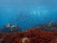 浅場綺麗だぁー