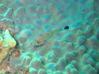 ヒメギンポ幼魚