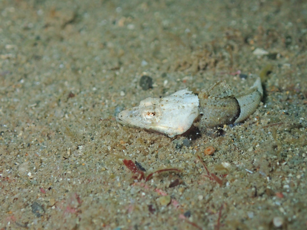 セレベスゴチの幼魚