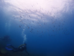 青くてきれいな水中でした