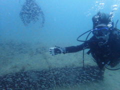 かつえさんも小魚の群れにヮ―