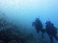 クロホシイシモチ幼魚＃井田初心者ダイビングツアー