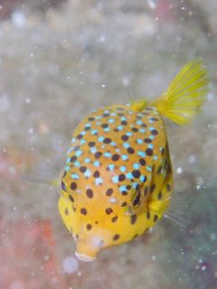 ハコフグ幼魚＃田子ダイビングツアー