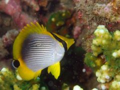 アケボノチョウチョウウオ幼魚＃田子ダイビングツアー