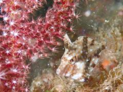 アミメハギ幼魚＃田子日帰りダイビングツアー