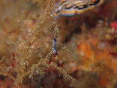 クロスジリュウグウウミウシ
