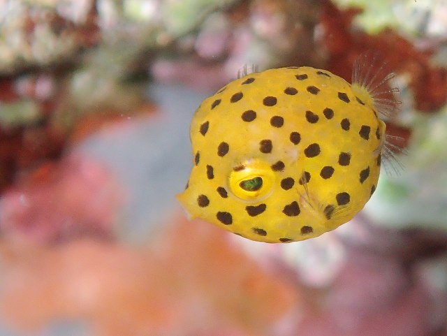 ミナミハコフグ幼魚＃IOP平日ダイビングツアー