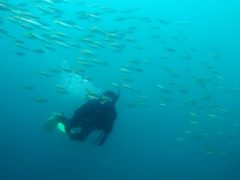 タカベの群れ＃初島ダイビングツアー