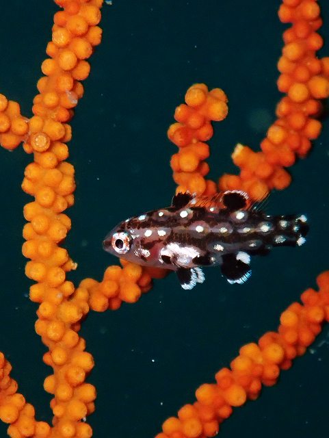 モンツキベラ幼魚＃井田ダイビングツアー