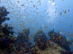 キンギョハナダイ群れ＃田子沖の浮島根