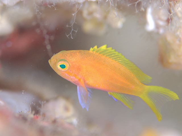 スミレナガハナダイ幼魚＃井田ダイビングツアー