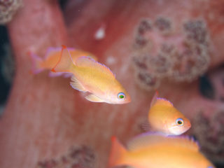 アカオビハナダイ幼魚