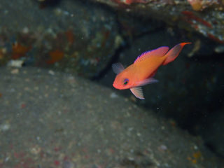 アカオビハナダイ幼魚