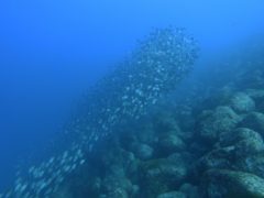 まるで兵隊の隊列のよう