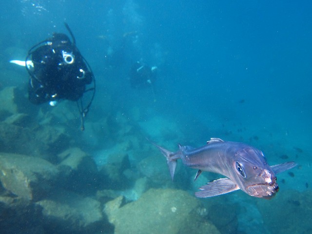 ミズウオ＃大瀬崎ダイビングツアー＃深海魚