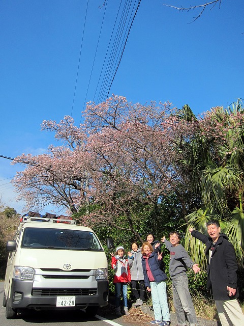 河津桜＃伊豆海洋公園ダイビングツアー