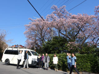 河津桜の木の下で